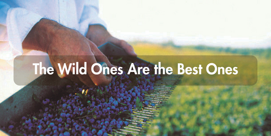 Hand raking harvested wild blueberries